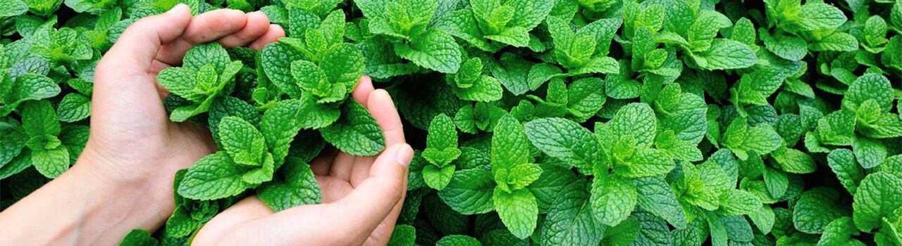 En Sevdiklerimizi Sizin İçin Derledik