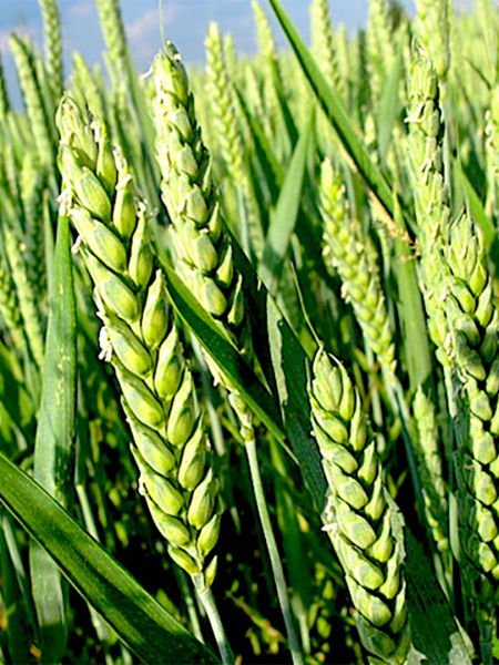 Buğday Ruşeym Yağı / Wheat Germ Oil (50ml. Cam Şişe)