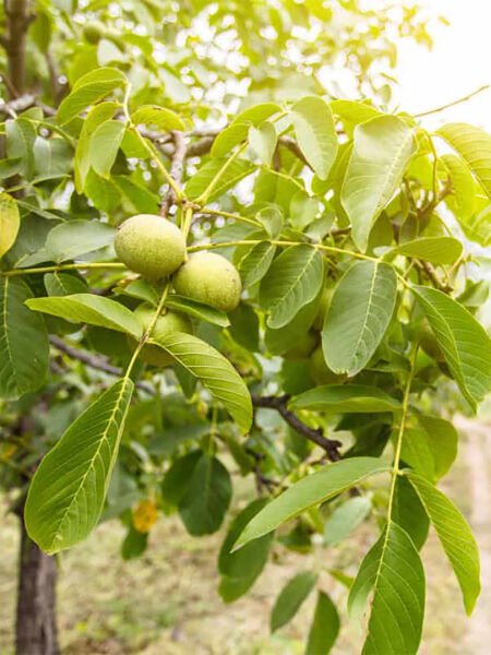 Ceviz Yağı / Walnut Oil (50ml. Cam Şişe)