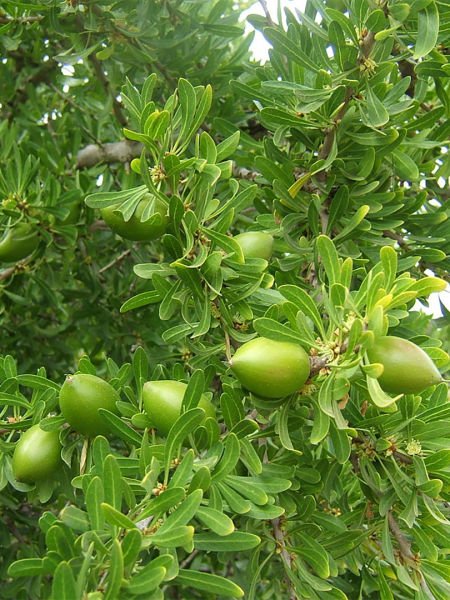 Argan Yağı / Argan Oil (50ml. Cam Şişe)