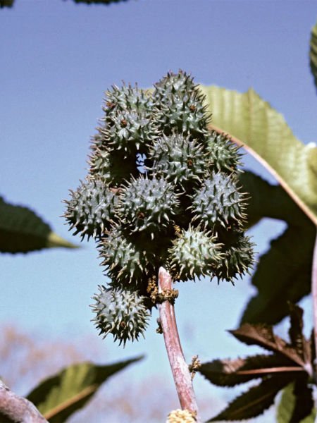 Hint Yağı / Castor Oil (50ml. Cam Şişe)