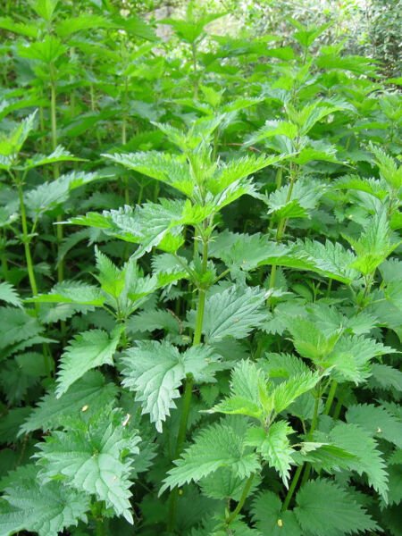 Isırgan Tohumu Yağı / Nettle Seed Oil (50ml. Cam Şişe)