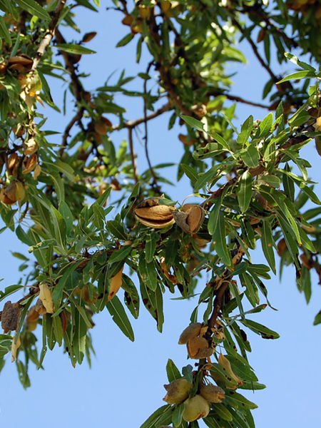Badem Çekirdeği Yağı / Almond Kernel Oil (50ml. Cam Şişe)
