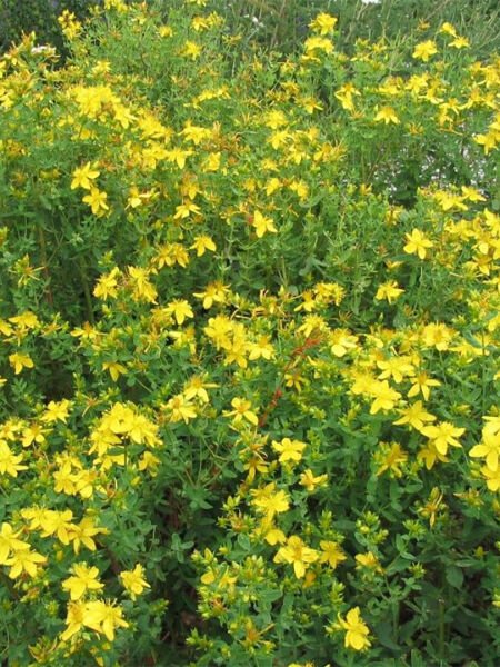 Sarı Kantaron Yağı / St.John's Wort Oil (50ml. Cam Şişe)