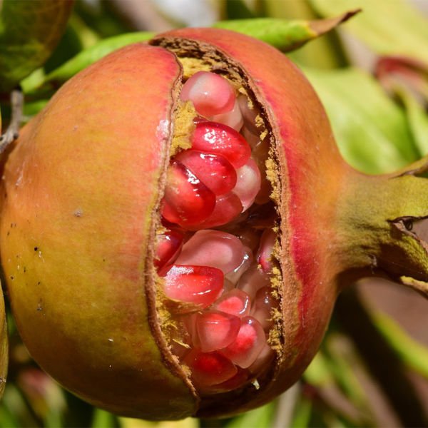 Nar Çekirdeği Yağı / Pomegranade Seed Oil (50ml. Cam Şişe)