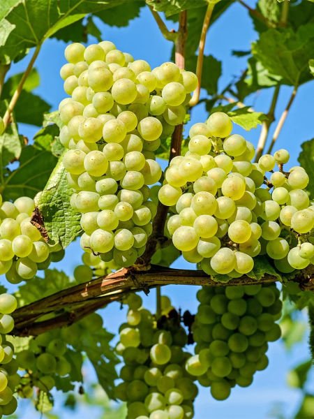 Üzüm Çekirdeği Yağı / Grape Seed Oil (50ml. Cam Şişe)