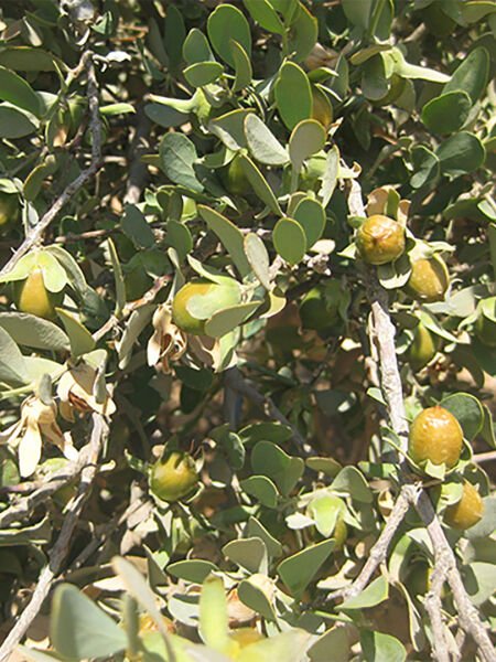 Jojoba Yağı / Jojoba Oil (50ml. Cam Şişe)