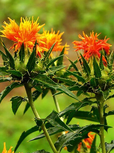 Aspir Tohumu Yağı / Safflower Seed Oil