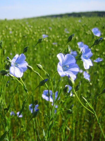 Keten Tohumu Yağı / Linseed Oil