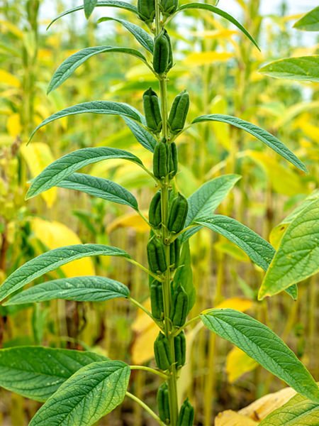 Susam Yağı / Sesame Oil