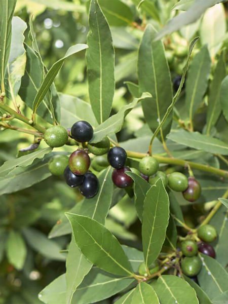 Defne Yağı / Laurel Oil (20ml. Cam Şişe)