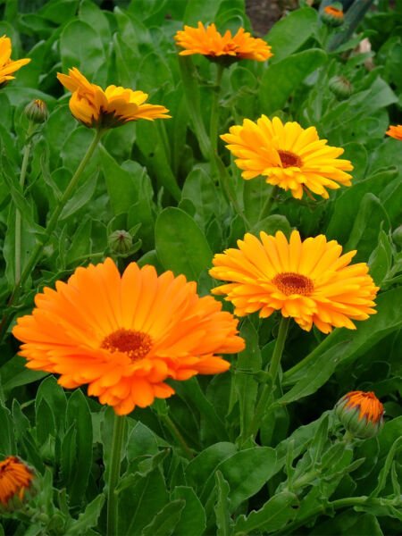 Aynısefa Yağı / Calendula Oil (20ml. Cam Şişe)