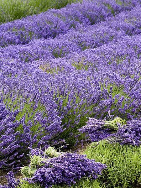 Lavanta Yağı / Lavander Oil (20ml. Cam Şişe)