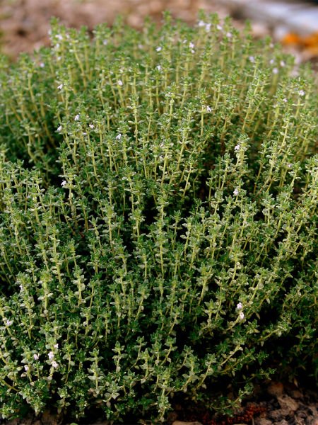 Kekik Yağı / Thyme Oil (20ml. Cam Şişe)