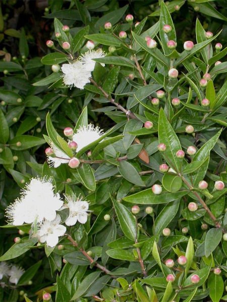 Mersin Yağı / Myrtle Oil (20ml.Cam Şişe)