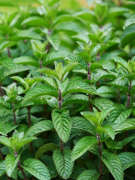 Nane Yağı / Mint Oil (20ml.Cam Şişe)