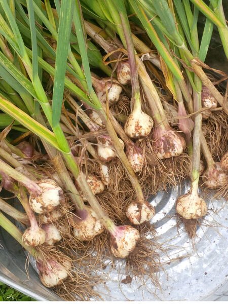 Sarımsak Yağı / Garlic Oil (20ml.Cam Şişe)