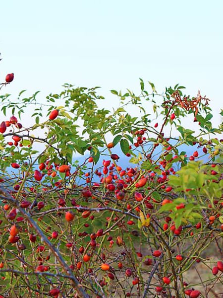 Kuşburnu Yağı / Rosehip Oil (20ml.Cam Şişe)