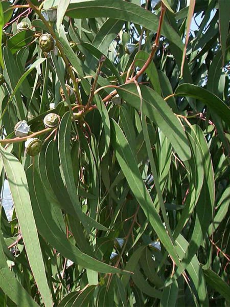 Okaliptüs Yağı / Eucalyptus Oil (20ml.Cam Şişe)