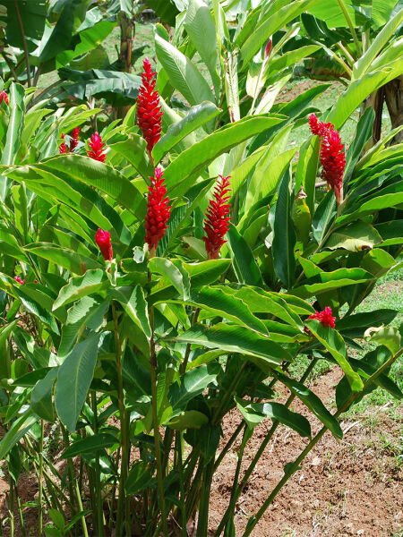 Zencefil Yağı / Ginger Oil (20ml.Cam Şişe)