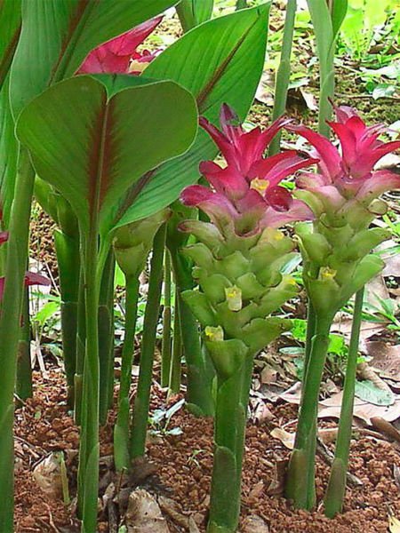 Zerdeçal Yağı / Turmeric Oil (20ml.Cam Şişe)