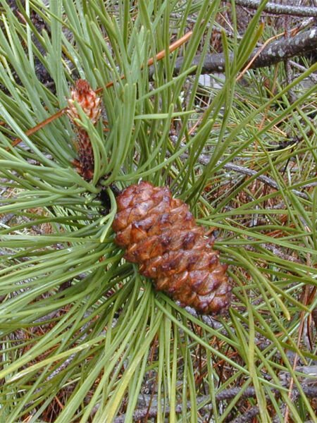 Çam Terebentin / Pine Turpentine Oil (20ml.Cam Şişe)