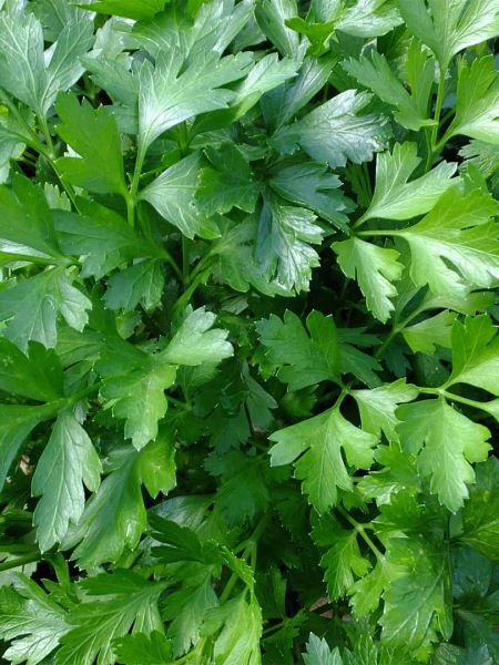 Maydanoz Tohumu Yağı / Parsley Oil (20ml.Cam Şişe)