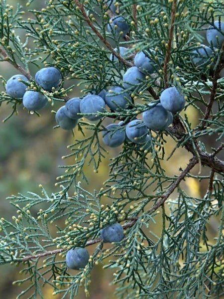 Ardıç Yağı / Juniper Oil (20ml.Cam Şişe)