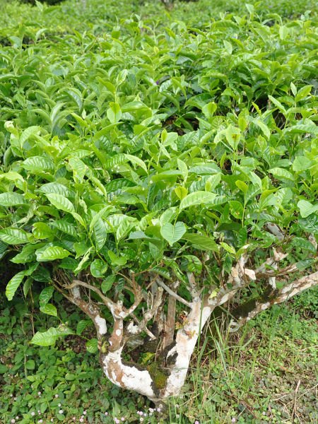 Çay Ağacı Yağı / Tea Tree Oil (20ml.Cam Şişe)