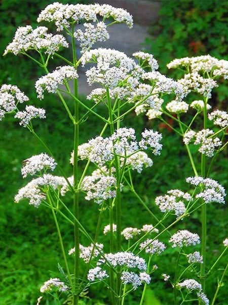 Anason Yağı / Aniseed oil (15ml.Cam Şişe)