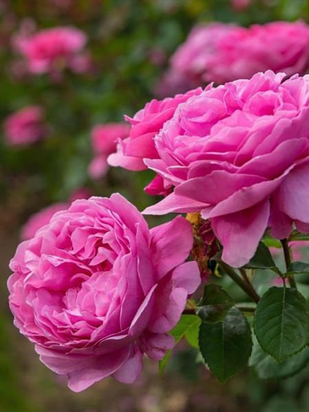 Gül Yağı / Rose Oil (20ml.Cam Şişe)