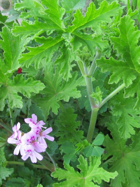 Itır Yağı / Geranium Oil (20ml.Cam Şişe)