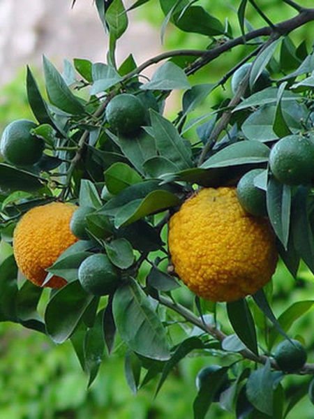 Bergamot Yağı / Bergamot Oil (20ml.Cam Şişe)