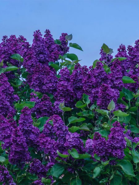 Leylak Yağı / Lilac Oil (20ml.Cam Şişe)