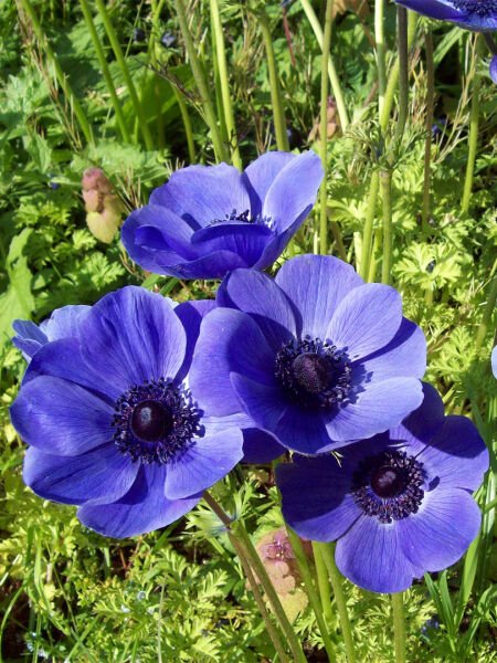 Mavi Anemon Yağı / Blue Anemone Oil (20ml.Cam Şişe)