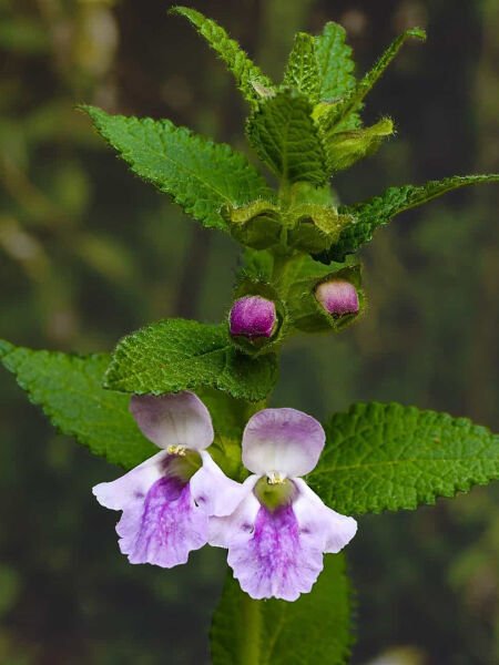 Melisa Yağı / Melissa Oil (20ml.Cam Şişe)