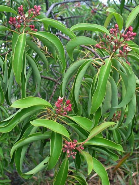 Sandal Ağacı Yağı / Sandalwood Oil (20ml.Cam Şişe)