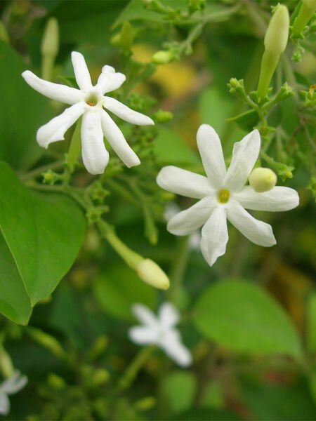 Yasemin Yağı / Jasmine Oil (20ml.Cam Şişe)