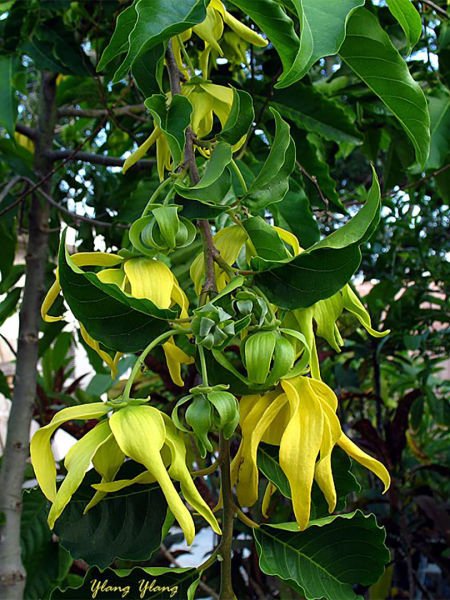 Ylang Ylang Yağı / Ylang Ylang Oil (20ml.Cam Şişe)