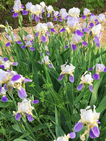 Zambak Yağı / Iris Oil (20ml.Cam Şişe)