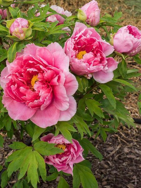 Şakayık Yağı / Peony Oil (20ml.Cam Şişe)