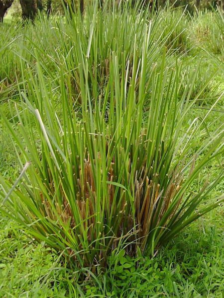 Vetiver Yağı / Vetiver Oil (20ml.Cam Şişe)