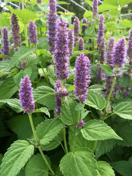 Paçuli Yağı / Patchouli Oil (20ml.Cam Şişe)