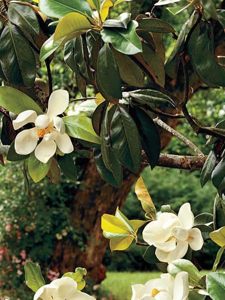 Manolya Yağı / Magnolia Oil (20ml.Cam Şişe)