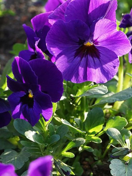 Menekşe Yağı / Violet Oil (20ml.Cam Şişe)