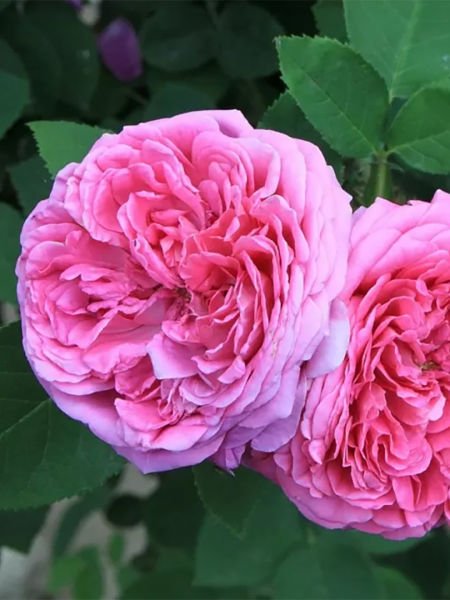 Gül Hidrosolü / Rose Hydrosol  (500ml. Cam Şişe)