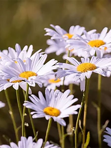 Papatya Hidrosolü / Daisy Hydrosol  (500ml. Cam Şişe)