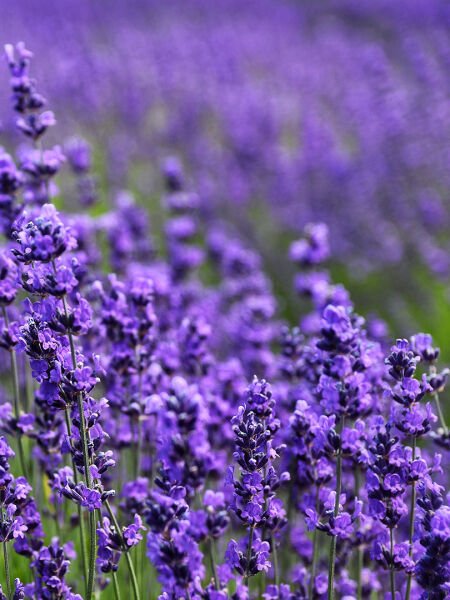 Lavanta Hidrosolü / Lavender Hydrosol  (500ml. Cam Şişe)