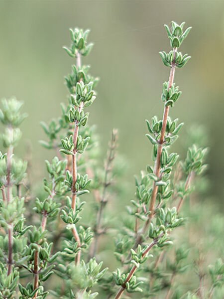 Kekik Hidrosolü / Thyme Hydrosol  (500ml. Cam Şişe)