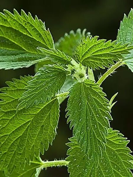 Isırgan Yaprağı Hidrosolü /  Nettle Hydrosol  (500ml. Cam Şişe)